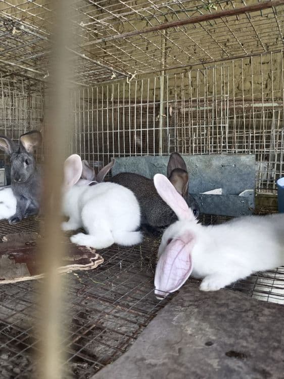 Продаю кролей срочно — 3
