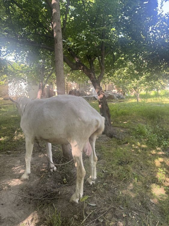 Rassiyki echki paroda olishga — 4