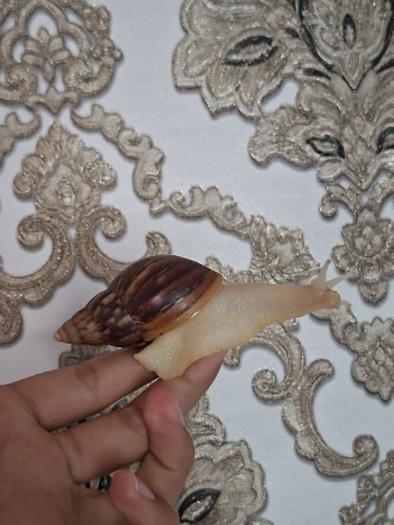 Ulitka fulika reticulatalar gigant zotlari — 2