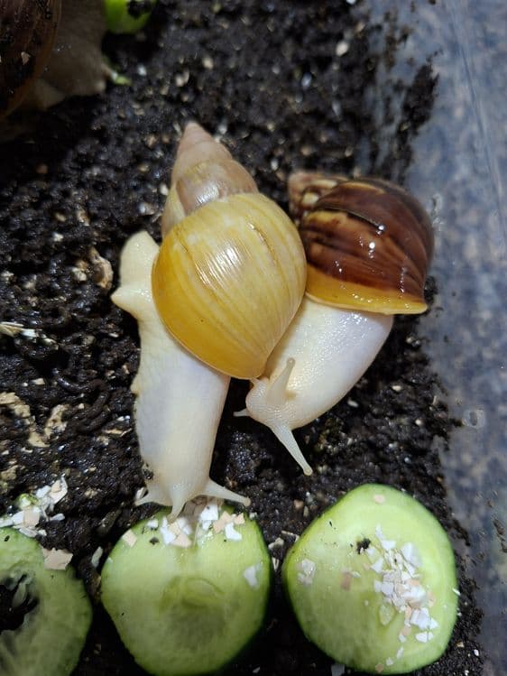 Ulitka fulika reticulatalar gigant zotlari — 3