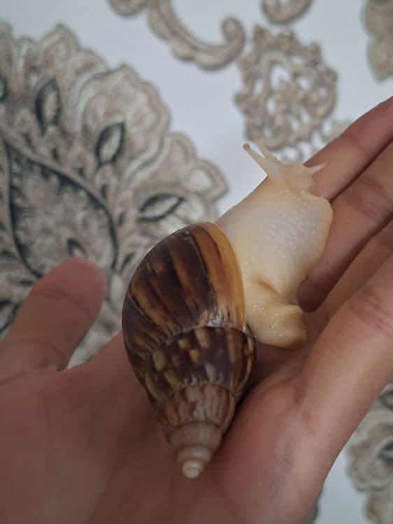 Ulitka fulika reticulatalar gigant zotlari — 4