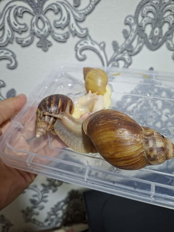 Ulitka fulika reticulatalar gigant zotlari — 6