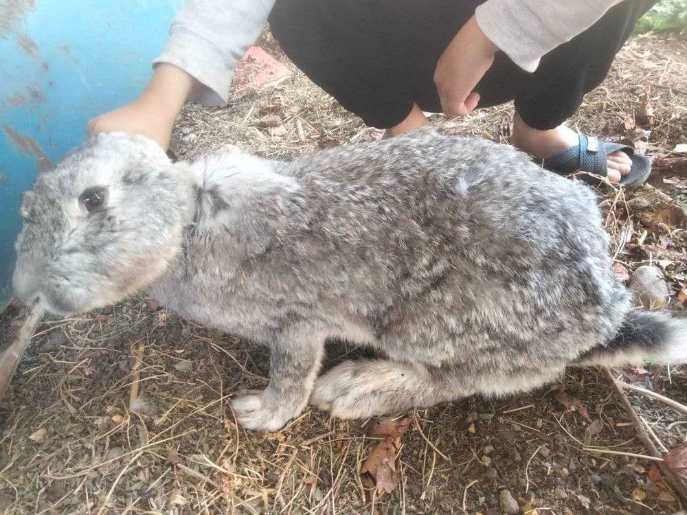 Куёнлар домашний — 1
