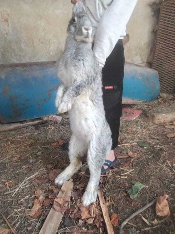 Куёнлар домашний — 2