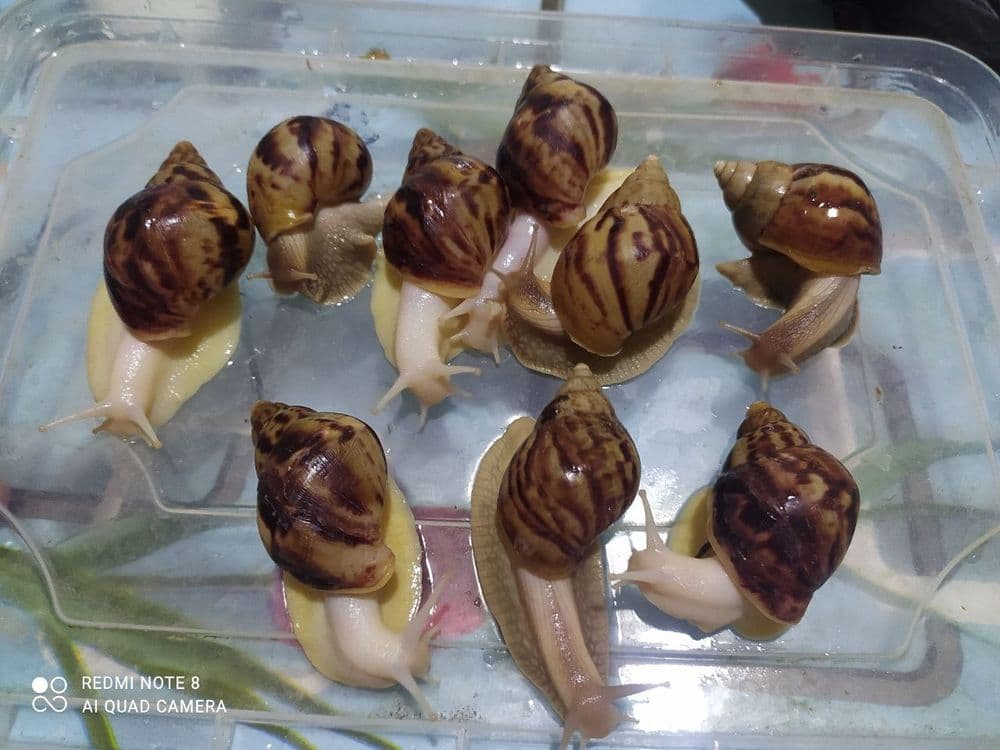 Ulitkaterapiya uchun ajoyib ULITKALAR! — 3