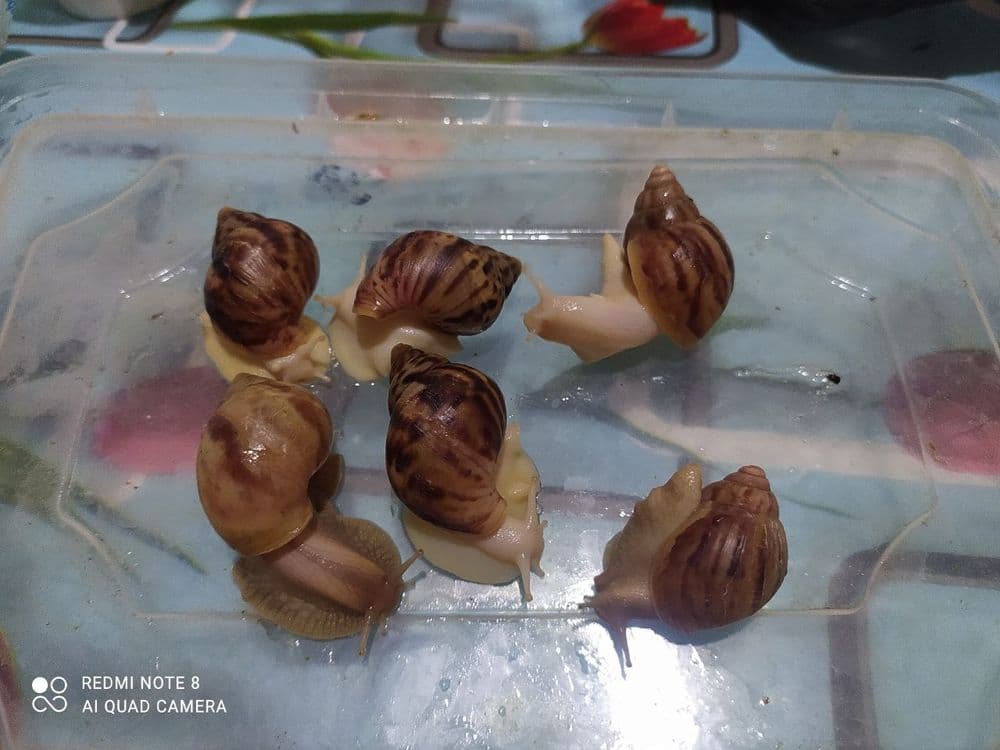 Ulitkaterapiya uchun ajoyib ULITKALAR! — 4