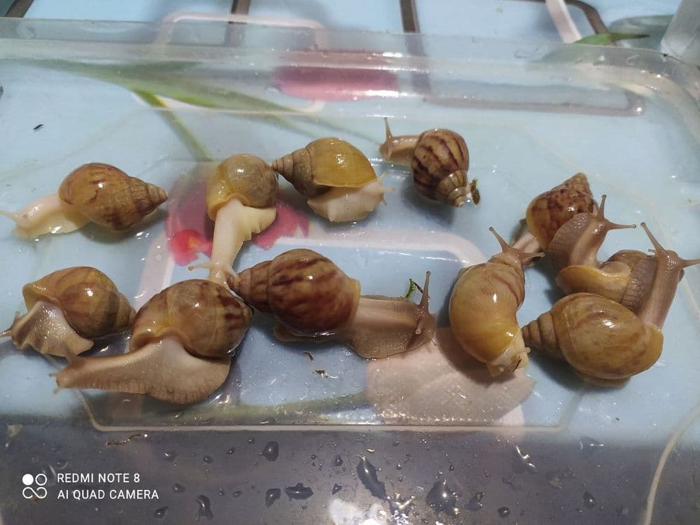 Ulitkaterapiya uchun ajoyib ULITKALAR! — 5