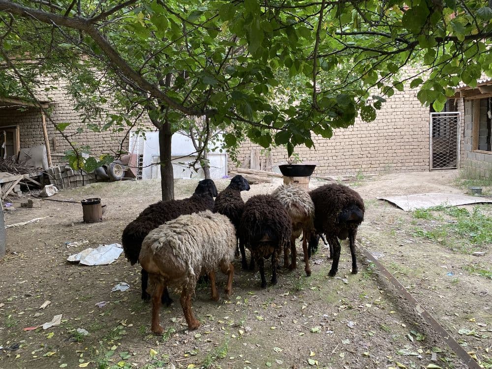 qo’y sotiladi qurbonlik uchun — 1