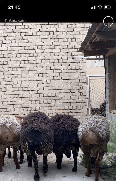 qo’y sotiladi qurbonlik uchun — 2