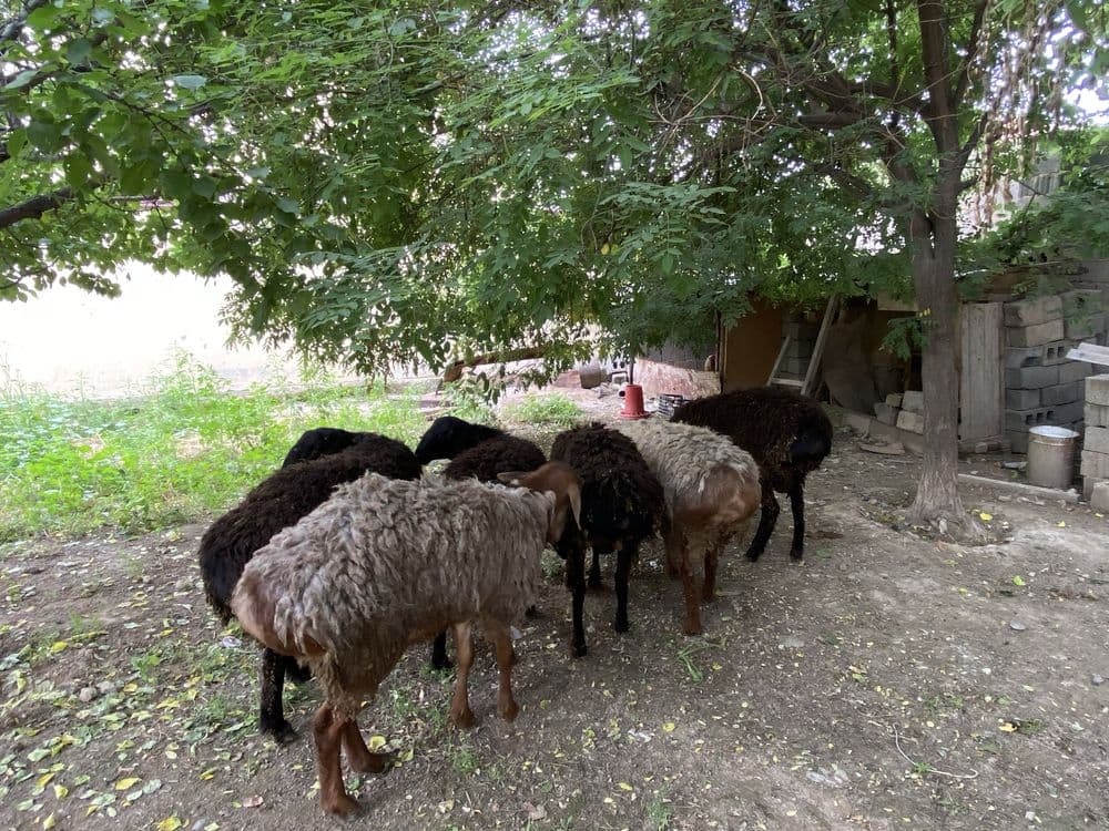 qo’y sotiladi qurbonlik uchun — 4