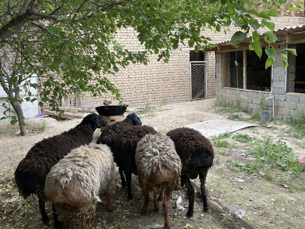 qo’y sotiladi qurbonlik uchun — 5