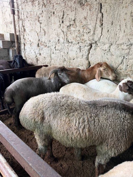 Qurbonlikka qoylar bor soni kup — 7