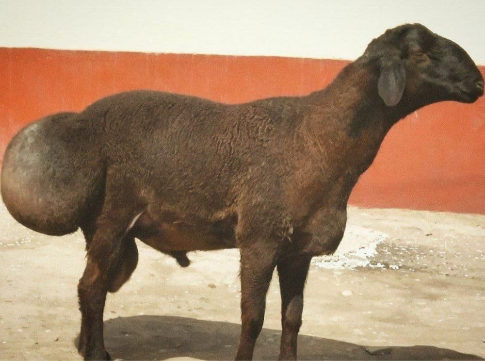 Qurbonlikga quy bor — 1