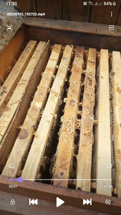 Buxoro vil. Kogon t.da Asalori oilasi sotiladi 1 ta ramkasi 150 000 co — 2