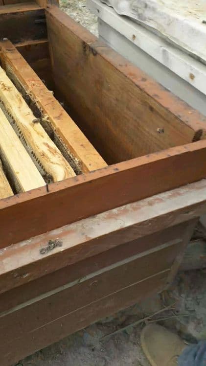 Buxoro vil. Kogon t.da Asalori oilasi sotiladi 1 ta ramkasi 150 000 co — 3