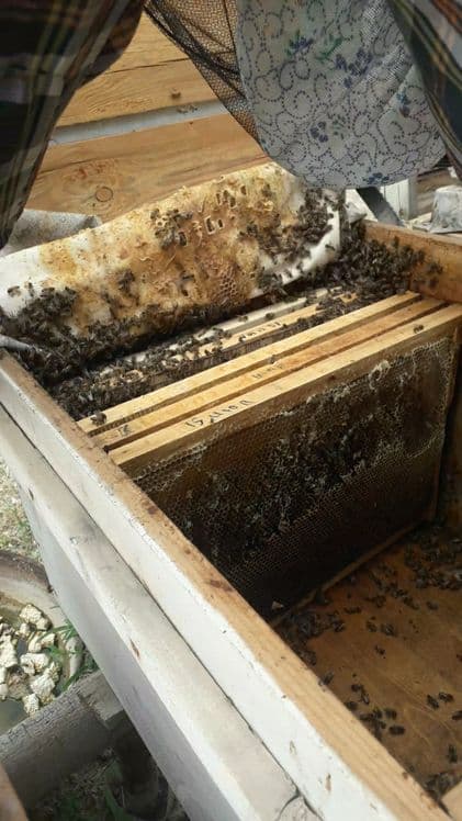 Buxoro vil. Kogon t.da Asalori oilasi sotiladi 1 ta ramkasi 150 000 co — 4