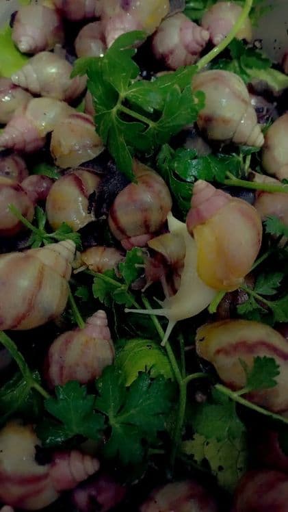 Улитки Ахатины Ретекулята Черноголовка Черноголовк — 1