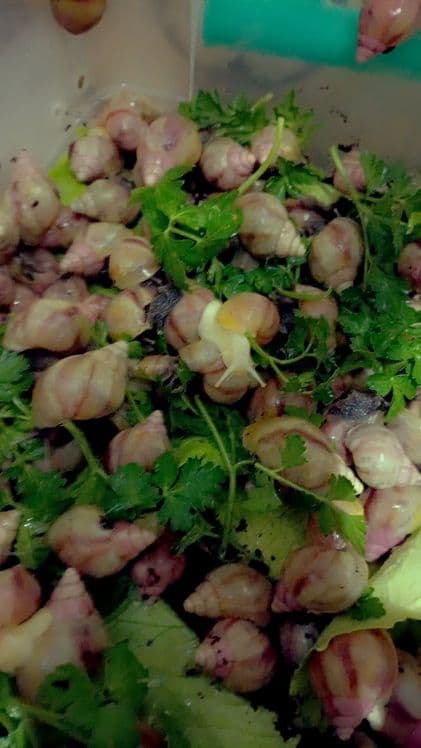 Улитки Ахатины Ретекулята Черноголовка Черноголовк — 3