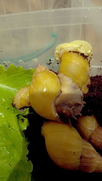 Улитки Ахатины Ретекулята Черноголовка Черноголовк — 5