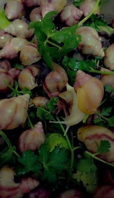УЛИТКИ КОСМЕТИЧЕСКИЕ ахатины черноголовки ретекулята — 1