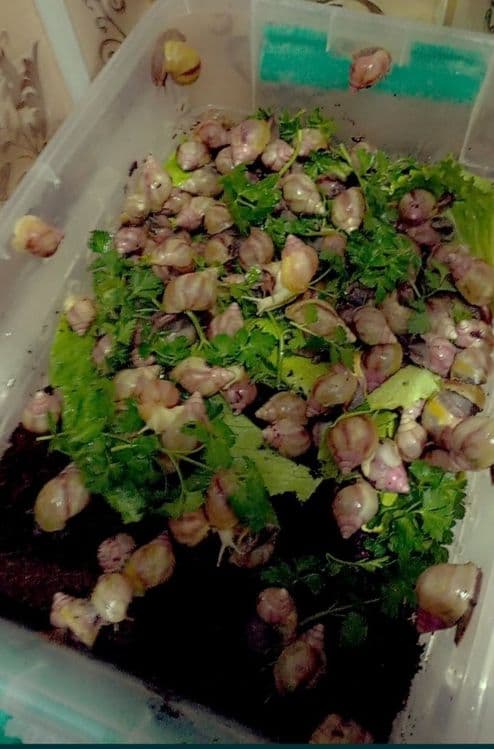 УЛИТКИ КОСМЕТИЧЕСКИЕ ахатины черноголовки ретекулята — 2
