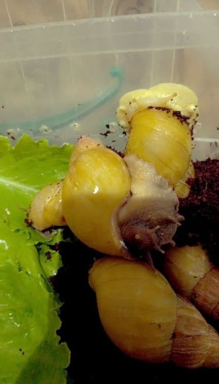УЛИТКИ КОСМЕТИЧЕСКИЕ ахатины черноголовки ретекулята — 4
