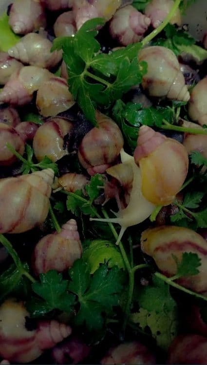 УЛИТКИ КОСМЕТИЧЕСКИЕ ахатины черноголовки ретекулята — 5