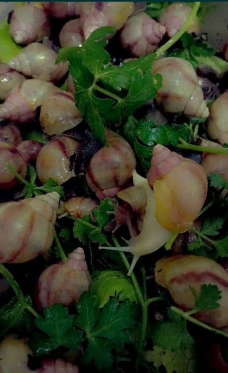 УЛИТКИ КОСМЕТИЧЕСКИЕ ахатины черноголовки ретекулята — 6