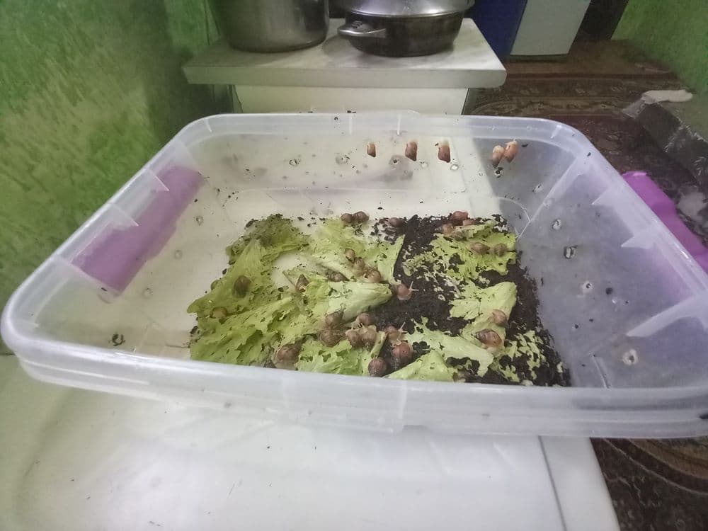 Ulitka sotiladi
60 ta bolasi
kontiner puli bilan 
qarashga vaqt bolmag — 4