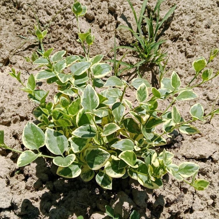 Barbinok kochati — 2