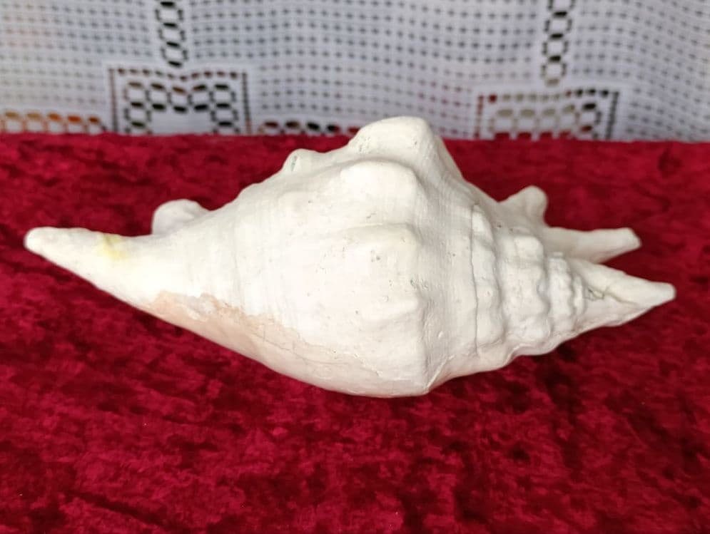 Ракушка Карибы , игрушки , куклы и т.д. — 2