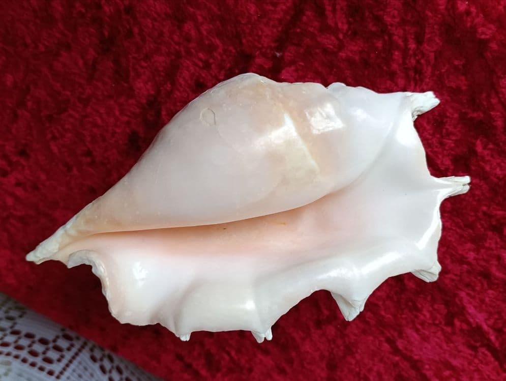 Ракушка Карибы , игрушки , куклы и т.д. — 4