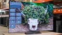 Телевизор LG OLED Evo 42/48/55/65/77/83 C5 RLA (Новинка 2025)