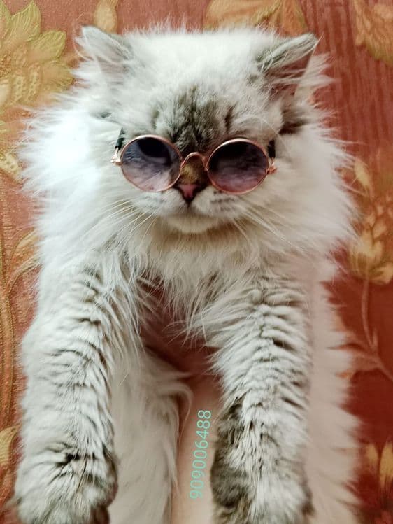 Вязка Скоттиш Страйт Хайленд Поинт — 4
