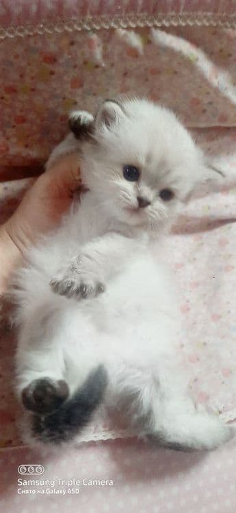 Вязка Скоттиш Страйт Хайленд Поинт — 5