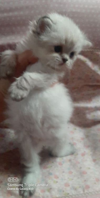 Вязка Скоттиш Страйт Хайленд Поинт — 6