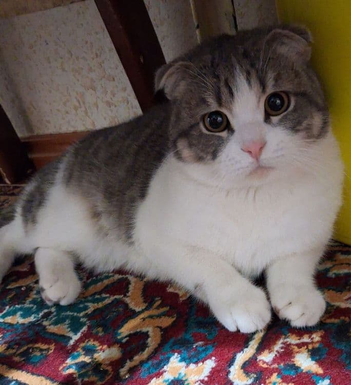 Красивый кот для вязки
