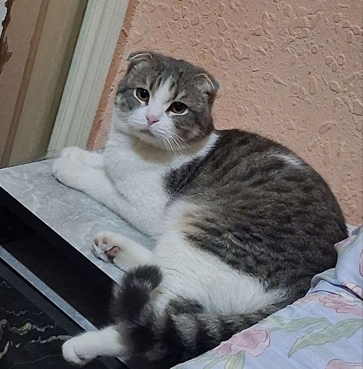 Красивый кот для вязки — 2