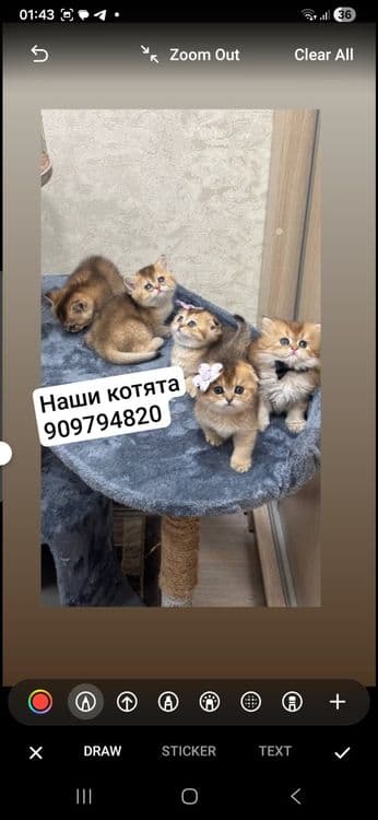 Виязка Британские золотое шиншнлла N 11 — 3