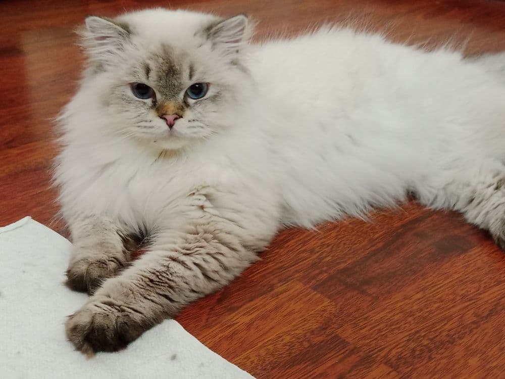 Вязка . Скоттиш Страйт Хайленд Поинт — 1
