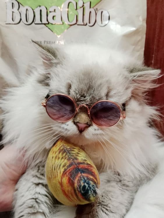 Вязка . Скоттиш Страйт Хайленд Поинт — 2