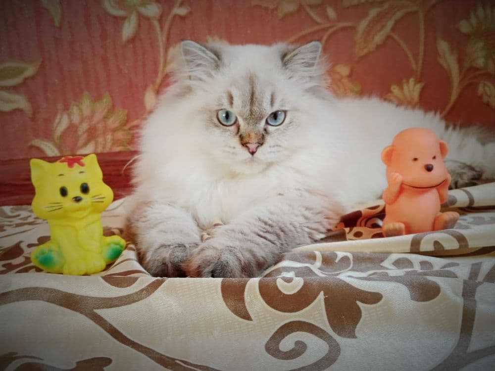 Вязка . Скоттиш Страйт Хайленд Поинт — 5