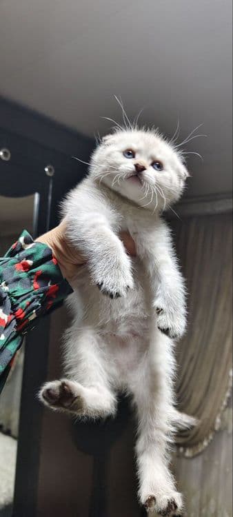 Вязка . Скоттиш Страйт Хайленд Поинт — 7
