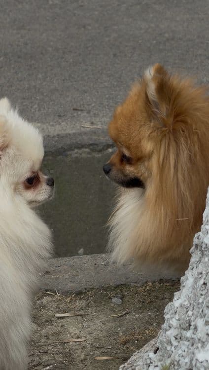 Померанский шпиц для вязки — 3