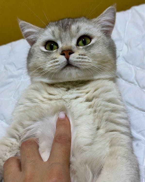 Britanskiy Shinshilla Vyazkaga — 2