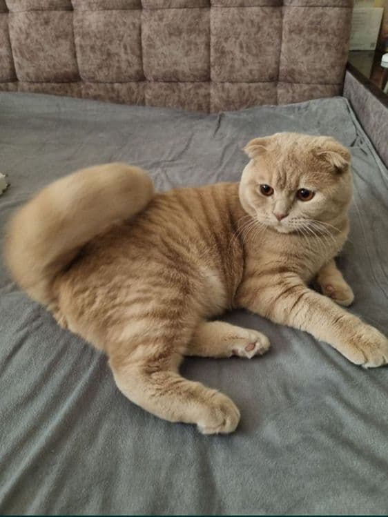 Вязка Scottish fold угил бола — 1