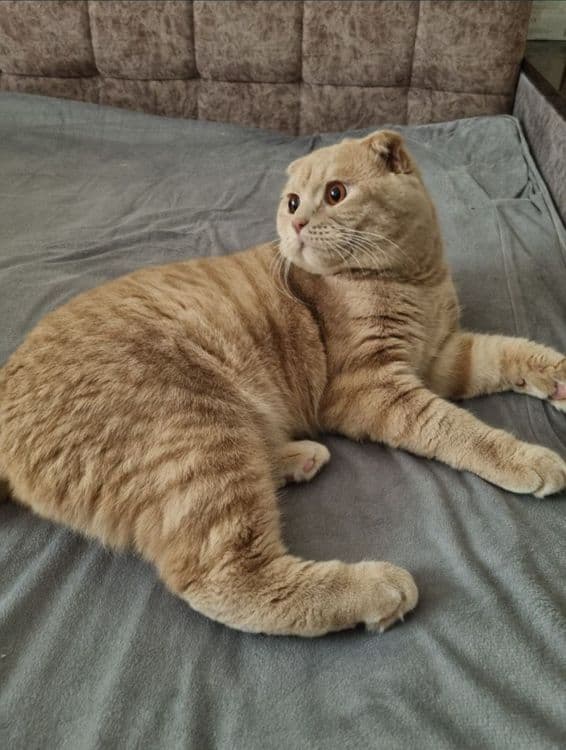 Вязка Scottish fold угил бола — 2