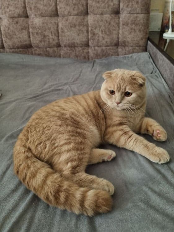 Вязка Scottish fold угил бола — 3