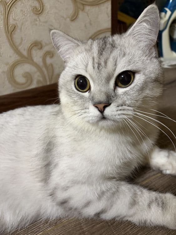 Кот серебристая шиншила Каспер — 1