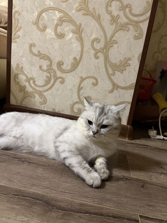 Кот серебристая шиншила Каспер — 2